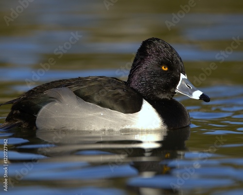 Ring-necked duck on tranquil lake. photo