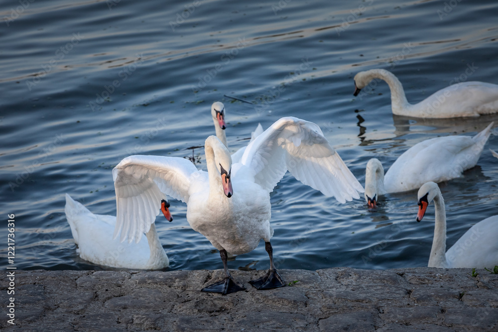 A white swan spreads its wings by the Danube River in Belgrade, Serbia showcasing urban wildlife with bustling city life along the waterfront. Swans, or cygnus, are white bird from European rivers.
