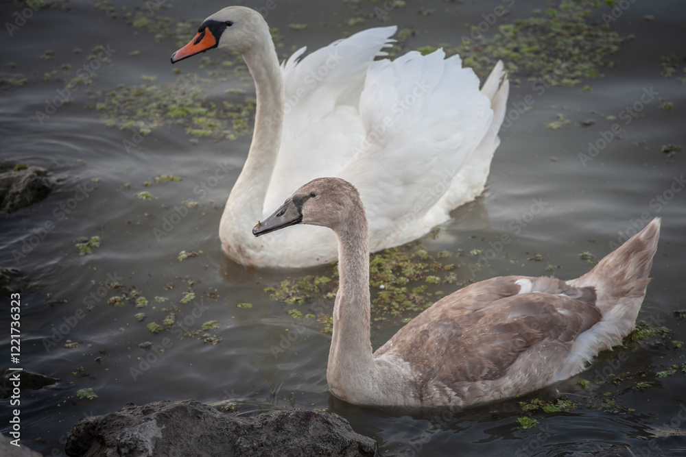 Fototapeta premium Grey Swan, a young juvenile swan, swimming on the danube in belgrade next to an older white swan. Swans, or cygnus, are white bird from European rivers.