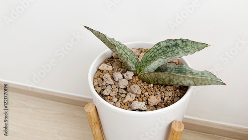 Sansevieria silver blue in white flower pot at bedroom photo