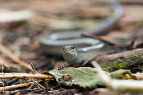 fienarola o luscengola. Chalcides chalcides.Villanova Monteleone. Monte Minerva, SS, Sardegna. Italia. photo