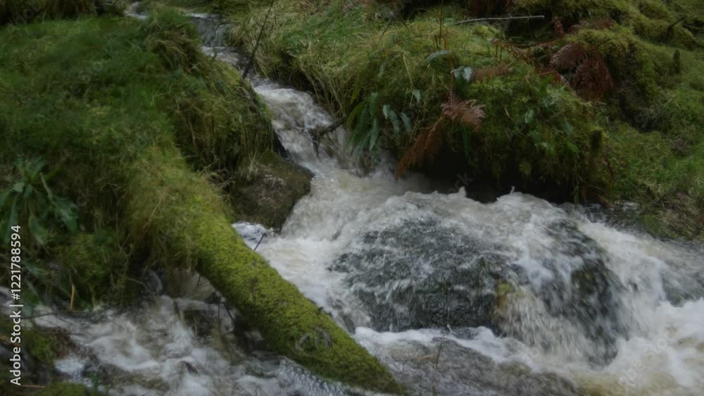 Gentle forest stream bubbling over moss covered rocks Gentle forest stream bubbling over moss covered rocks