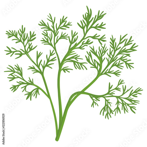 Culinary dill herb leaf illustration plant seasoning vector