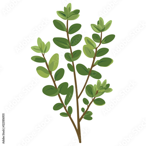Culinary melissa herb leaf illustration design plant vector