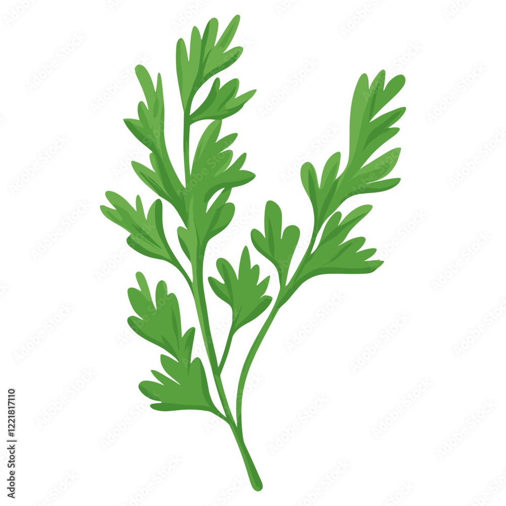 Obraz premium Culinary coriander herbs leaf leaves illustration parsley vector