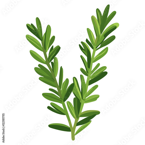 Culinary rosemary herbs leaf leaves illustration plant vector