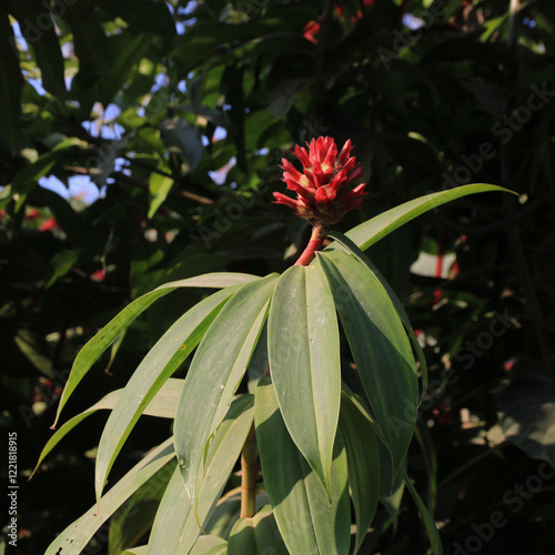 Hellenia, big red flower growing in Laos. photo