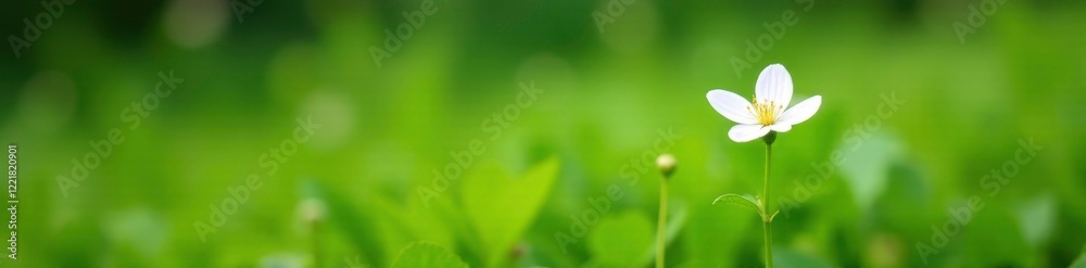 Softly blooming white wildflower with delicate green stem and leaves amidst lush green grass, leaves, wildflowers Softly blooming white wildflower with delicate green stem and leaves amidst lush green grass, leaves, wildflowers