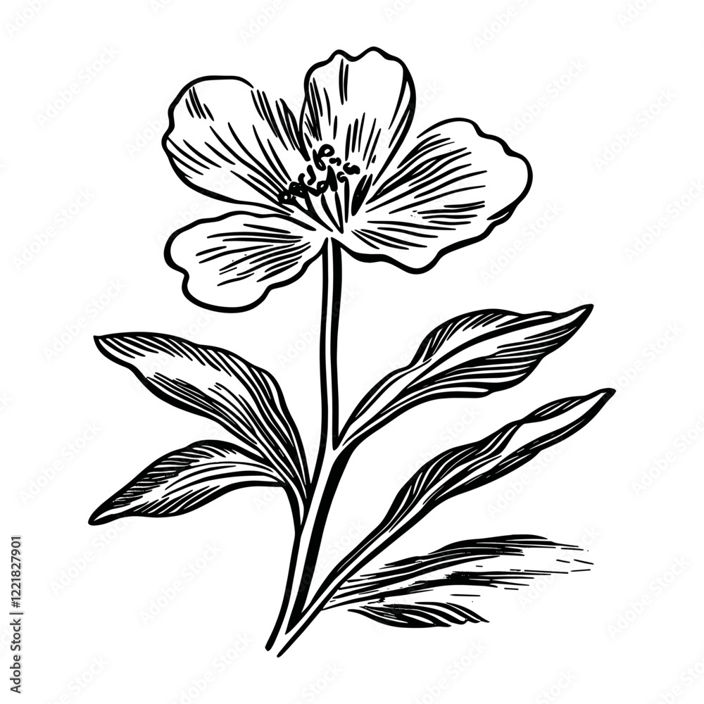 Obraz premium Wildflower drawing art sketch vector