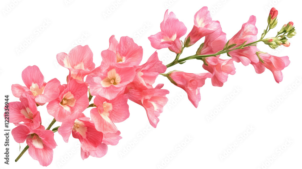 Obraz premium Pink Snapdragon Blossom: A delicate branch of vibrant pink snapdragons, showcasing their intricate blooms and soft petals, creates a graceful and elegant display. 