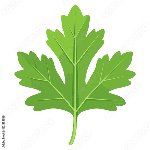 Green parsley leaf illustration plant vegetable vector