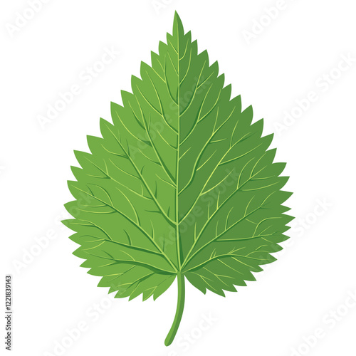 Green nettle leaf illustration plant botanical vector