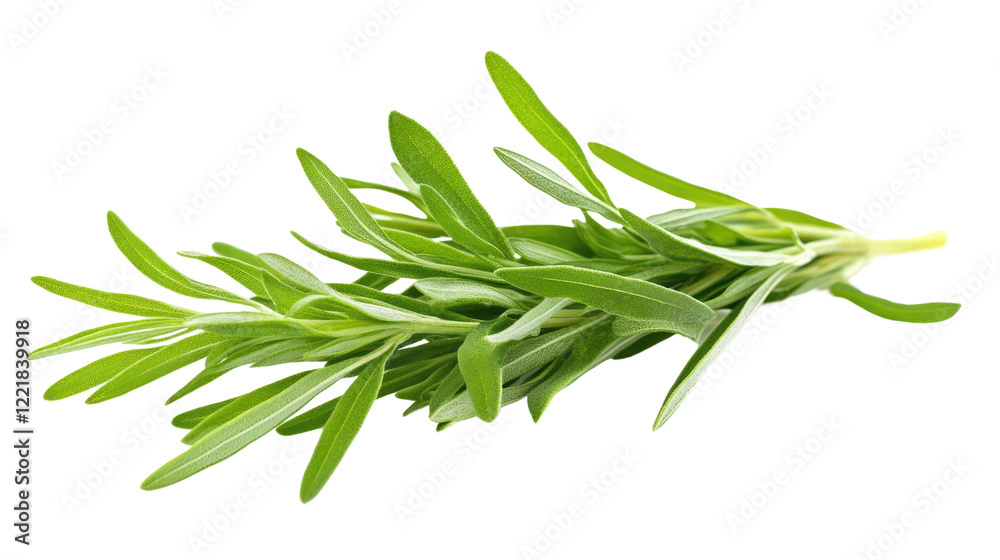 Fototapeta premium Fresh Rosemary Sprig: A vibrant sprig of rosemary, showcasing its aromatic, needle-like leaves, ready to add a burst of Mediterranean flavor to your culinary creations.