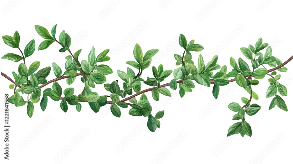 Fresh Thyme Sprig: A vibrant sprig of thyme with lush green leaves and delicate stems, perfect for culinary or botanical illustrations. Fresh Thyme Sprig: A vibrant sprig of thyme with lush green leaves and delicate stems, perfect for culinary or botanical illustrations.