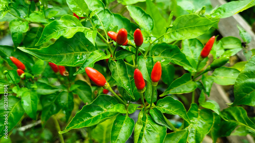 Cayenne pepper (Capsicum frutescens) or 