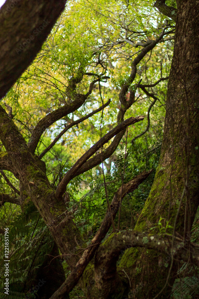 trees in the forest trees in the forest
