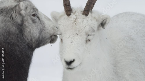 Close Up Of Thinhorn Sheep On Snowy Landscape Of Yukon, Canada photo