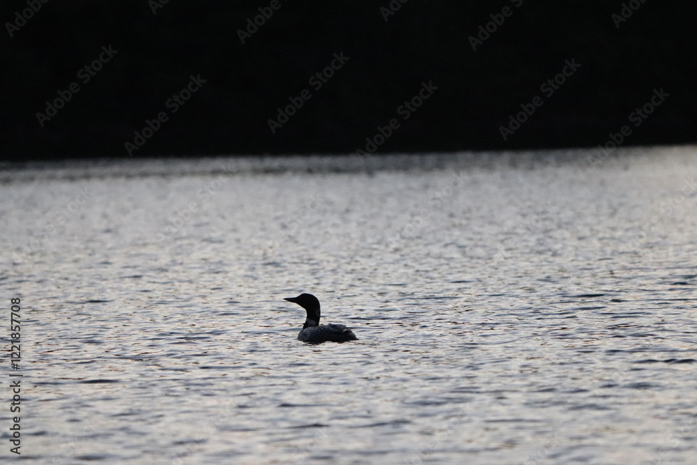 Adult Loon on a lake in northern Minnesota in the fall/autumn. Adult Loon on a lake in northern Minnesota in the fall/autumn.