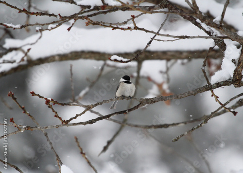 carolina chickadee photo