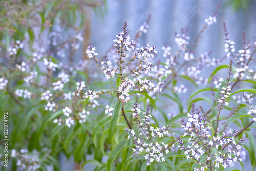 flowers in the field next the garden 