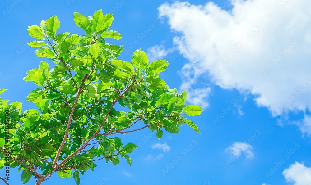Green leaves against blue sky and white clouds, ideal for nature or environment themes Green leaves against blue sky and white clouds, ideal for nature or environment themes