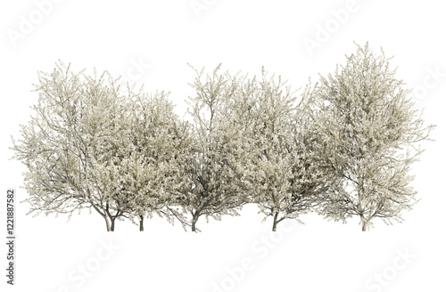 blackthorn bushes isolated on transparant background. 3d rendering