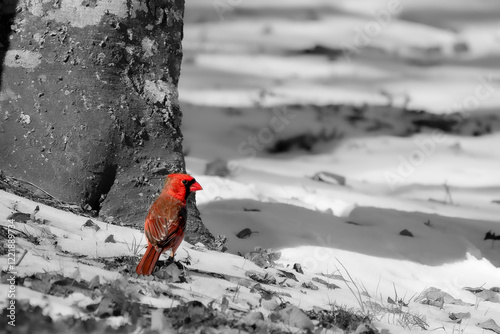 Redbird in snow