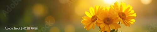 Morning light backlights a vase of fresh yellow daisies, yellow flowers, hues of sunshine, lighting effects