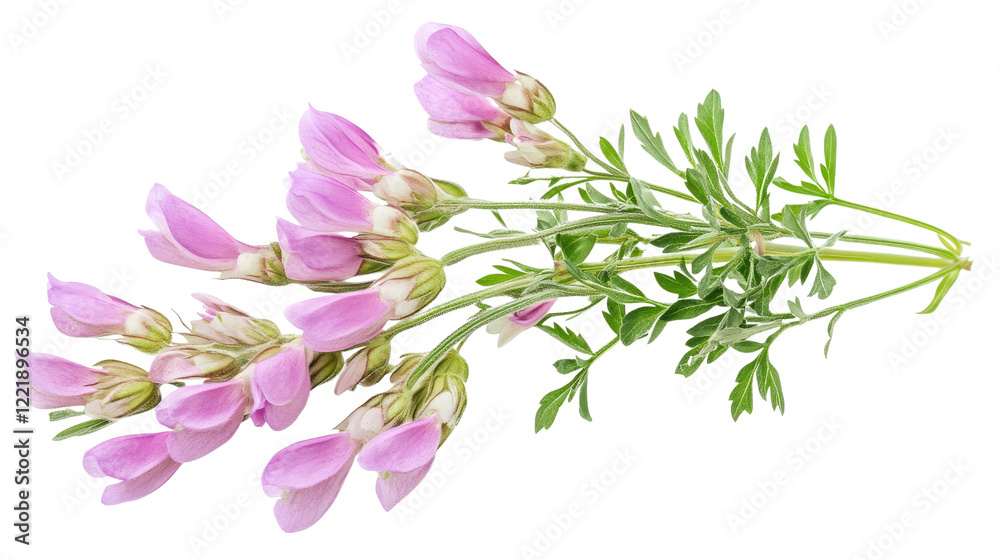 Pink Flower Sprig: Delicate sprig of pale pink flowers with vibrant green foliage, isolated against a clean backdrop. Perfect for adding a touch of natural elegance to your designs. Pink Flower Sprig: Delicate sprig of pale pink flowers with vibrant green foliage, isolated against a clean backdrop. Perfect for adding a touch of natural elegance to your designs.