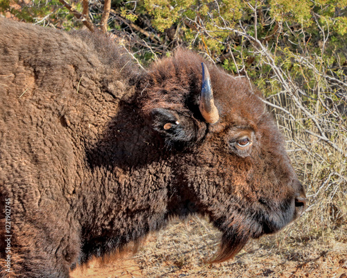 American bison, commonly known as the American buffalo, grazing all through the Caprock Canyons State Park. photo