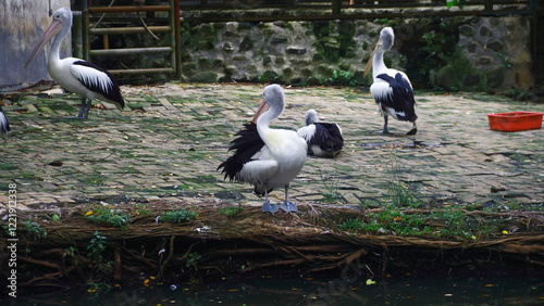 Pelicans beside the pond. Waterbird of the family Pelecanidae.