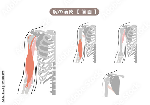 体の上腕の主な筋肉のシンプルイラスト photo