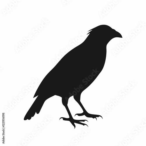A black bird with a black head and a black body. It is sitting on a white background