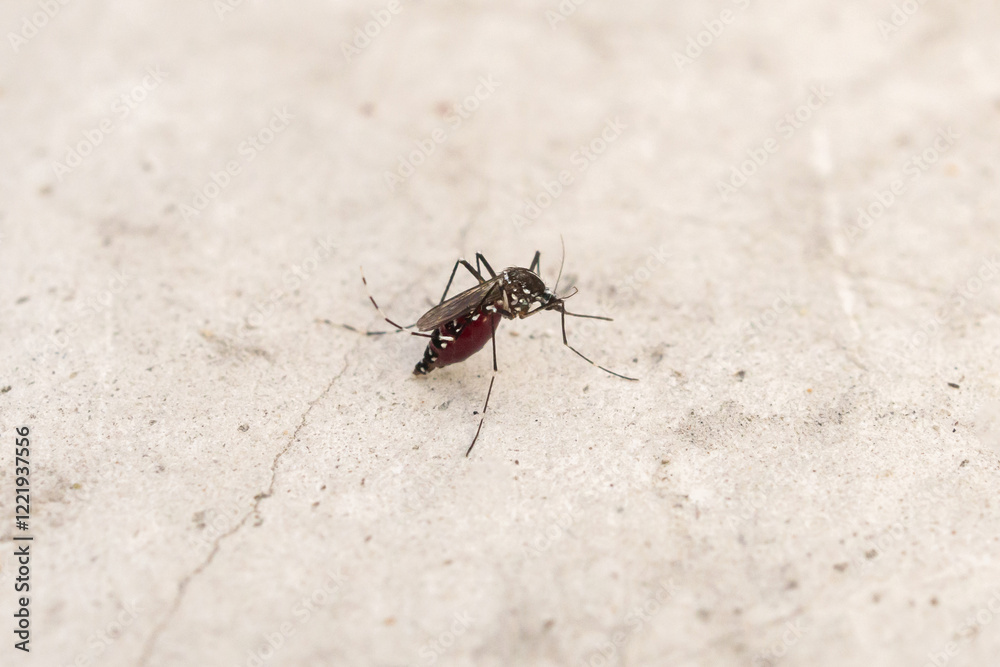 Aedes aegypti mosquitoes on concrete floor Aedes aegypti mosquitoes on concrete floor