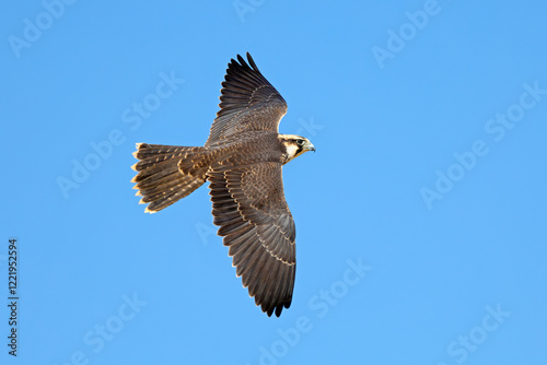 Fotografi A lanner falcon (Falco biarmicus) in flight against a clear blue sky, South Africa