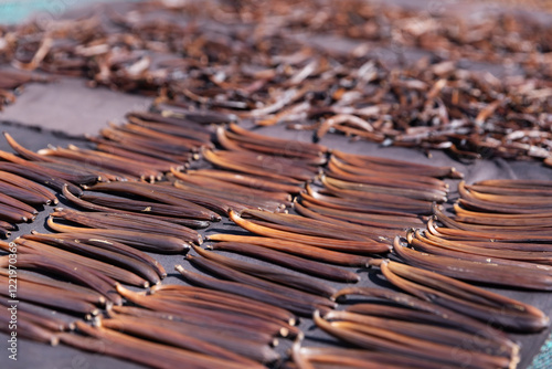 Fotografia Grade A vanilla beans are spread out in rows, drying under the sun