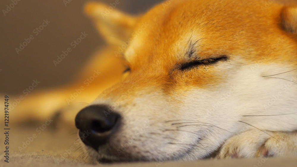 A close-up side view of a sleeping dog, highlighting its calm and gentle features. Peaceful and adorable! A close-up side view of a sleeping dog, highlighting its calm and gentle features. Peaceful and adorable!