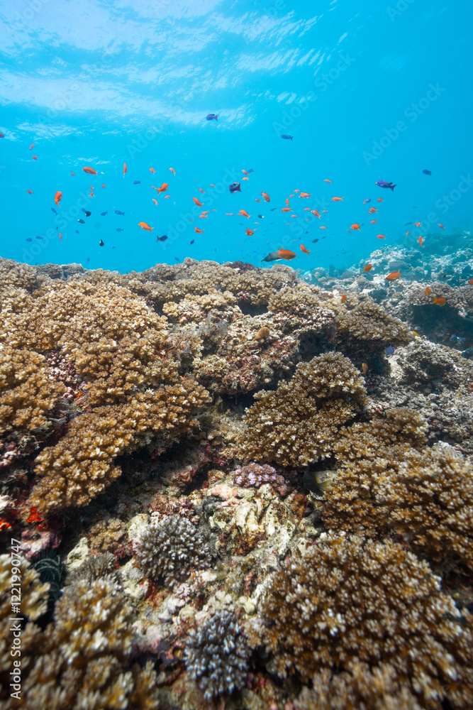 Fototapeta premium Coral Reef and Fish