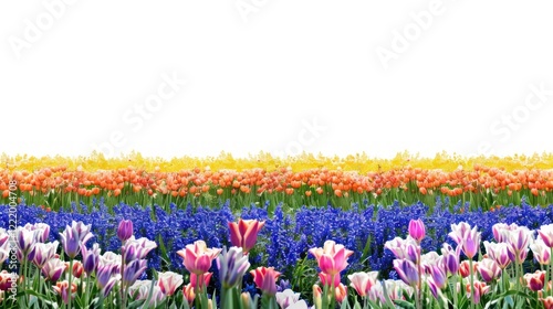 Vibrant spring floral field