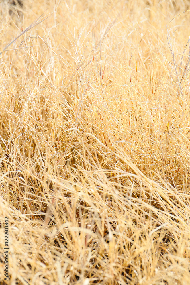 botanical background of dried grass field in winter botanical background of dried grass field in winter