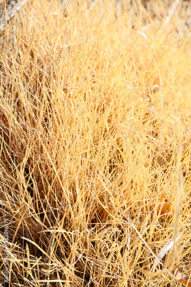 botanical background of dried grass field in winter botanical background of dried grass field in winter