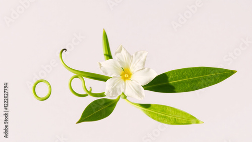 lily of the valley