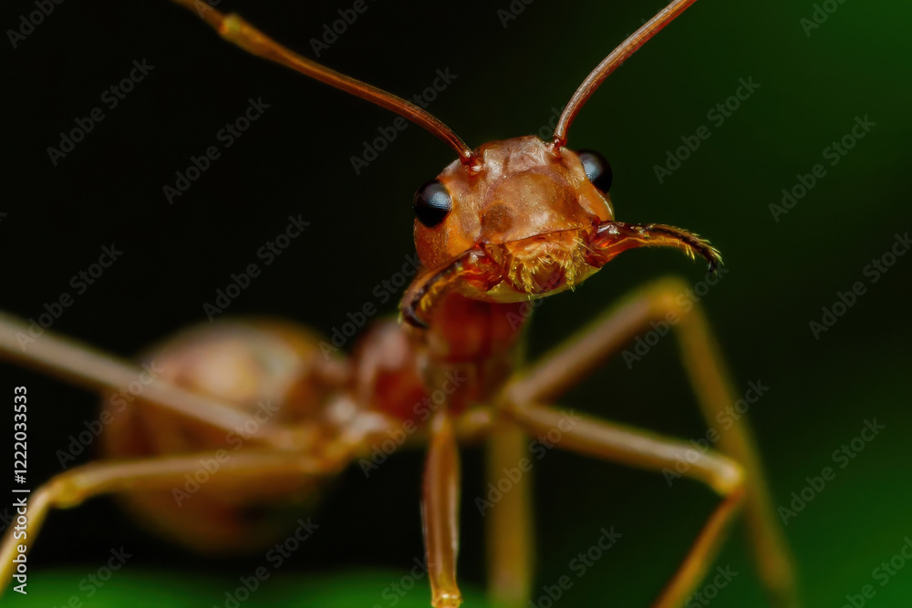 custom made wallpaper toronto digitalWeaver ant standing on green leaf showing its powerful mandibles