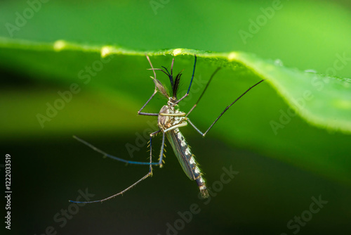Mosquito resting upside down under green leaf