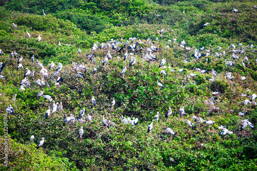 Spectacular view of bird's sanctuary. Video clicked at Vedanthangal bird sanctuary, Tamil Nadu, India photo