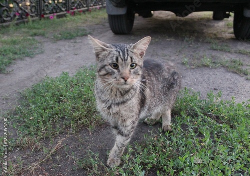 A domestic cat on the street on a summer day next to a car 