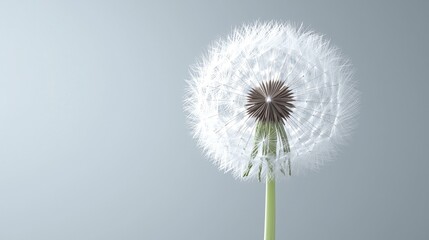 Tableau sur aluminium  Fluffy dandelion seed head against soft gray background, nature's fragility, card design  © BROPRADANA
