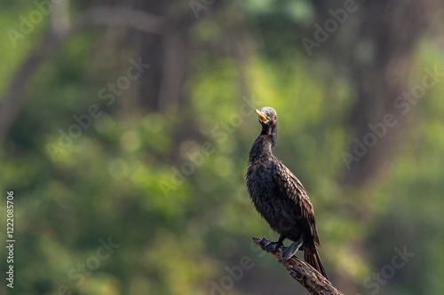wild indian cormorant or Indian shag or Phalacrocorax fuscicollis at keoladeo national park bharatpur sanctuary rajasthan india Non breeding bird portrait with blue iris in natural green background