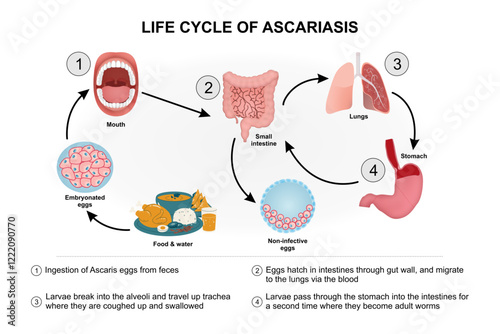 Life cycle of Ascariasis Illustration