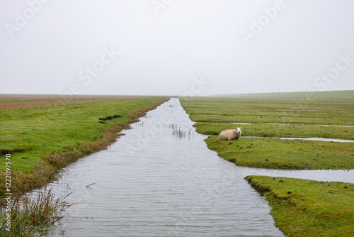 Schafe auf dem Deich Friesland photo